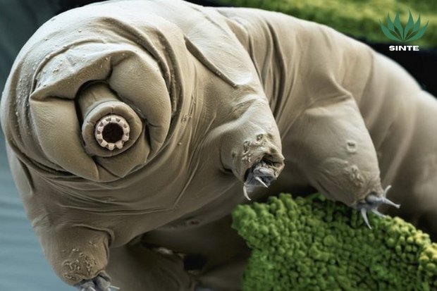 Kenapa Beruang Air Bisa Setangguh Itu