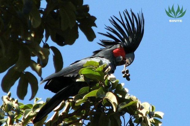 Makanan Favorit kakatua raja