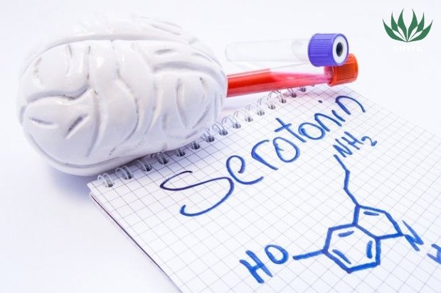 Peran Hormon dalam Rasa Sedih