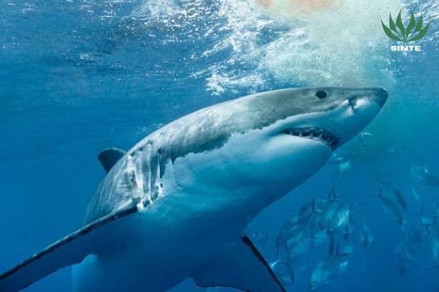 Peran Ikan Hiu dilaut