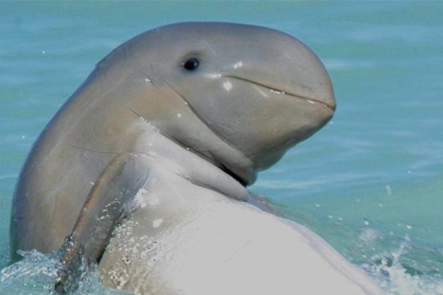 Apa itu pesut mahakam