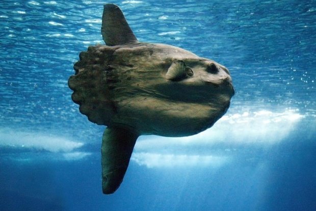 Bentuk Tubuh Ikan Mola Mola