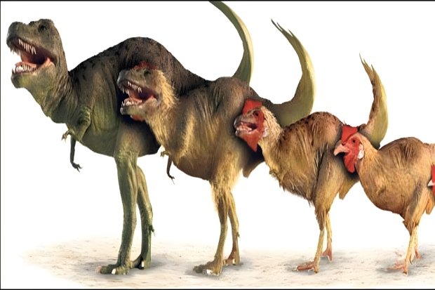 Bukti ilmiah tentang ayam dan t rex