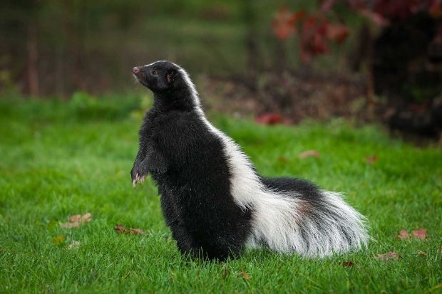 Ciri Fisik dan Karakteristik Sigung