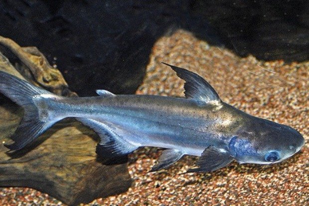 Ciri Khas Ikan Patin