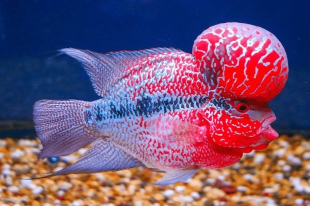 Ciri Khas yang Membuat Ikan Louhan Berbeda