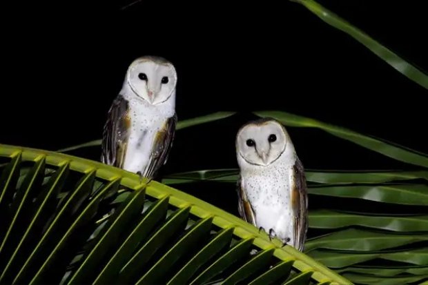 Habitat burung hantu serak jawa