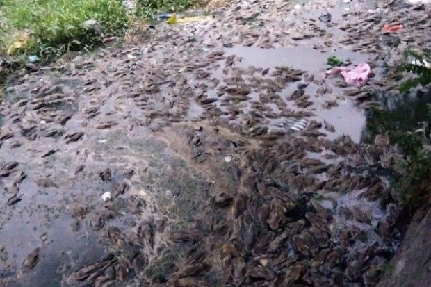 Habitat dan Persebaran Ikan Sapu Sapu