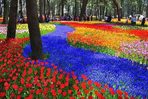 Hitachi Seaside Park Jepang dengan hamparan bunga indah