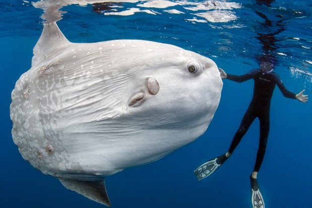 Hubungan Ikan Mola Mola dengan Manusia