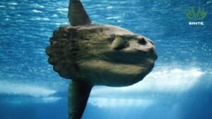 Ikan Mola Mola, Si Raksasa Laut yang Unik dan Bikin Penasaran