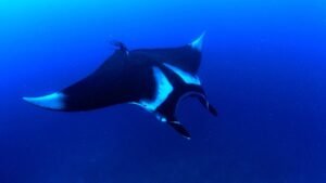 Ikan Pari Penghuni Laut dengan Bentuk Unik dan Kemampuan Bertahan Hidup Tinggi