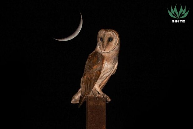 Kenapa Burung hantu serak jawa Sering Dianggap Mistis