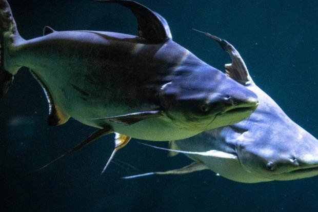 Nutrisi dan Manfaat Ikan Patin