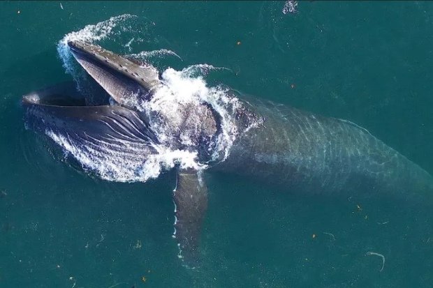Pola Makan Paus Biru yang Unik