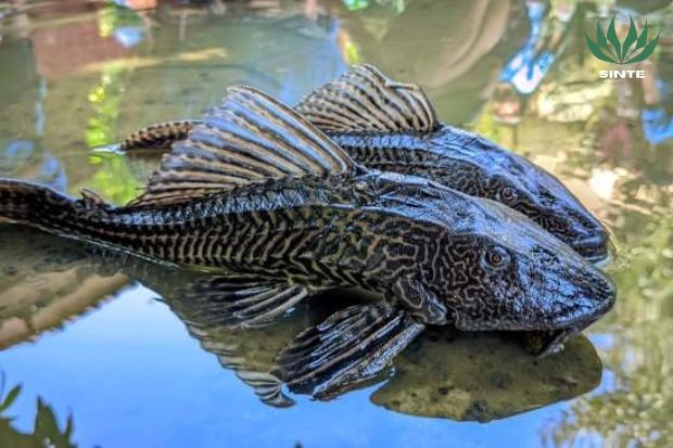 Pola Makan dan Perilaku