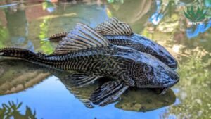 Ikan Sapu Sapu, Antara Pembersih Alami dan Ancaman Perairan