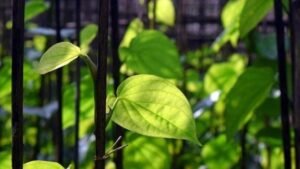 Manfaat Daun Sirih untuk Kesehatan dan Kecantikan Secara Alami 