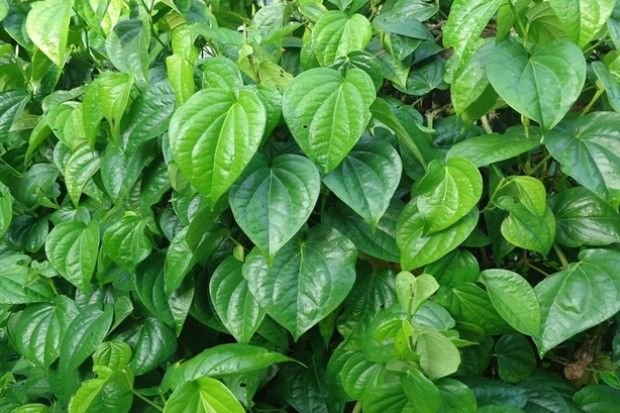 Manfaat Daun Sirih untuk Kesehatan dan Kecantikan 
