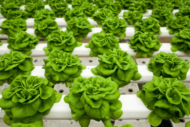 Tanaman Hidroponik yang Mudah Ditanam sinte