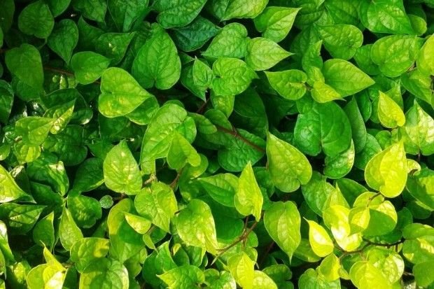 Tpis Aman Mengguanakan Daun Sirih
