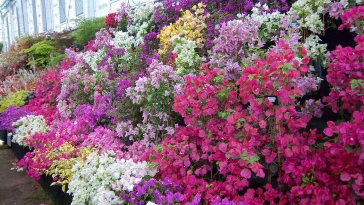 Bunga kertas cantik dan mudah dirawat untuk mempercantik halaman rumah dengan warna cerah menawan