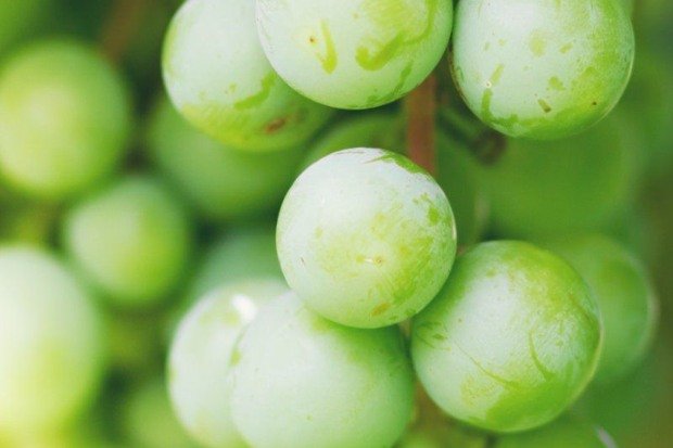 Buah Muscat grape premium