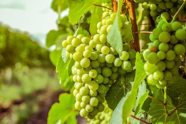 Tandan anggur muscat hijau manis masih di pohon