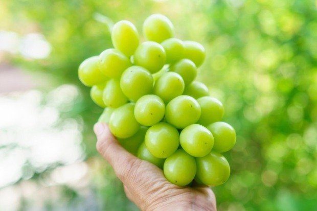 buah anggur segar