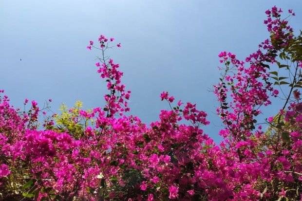 Tips merawat bunga kertas agar rajin berbunga, tumbuh subur, dan tetap cantik di halaman rumah.