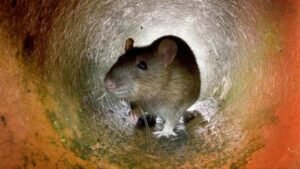 Mengenal Karakteristik Fisik Tikus Got yang Tangguh