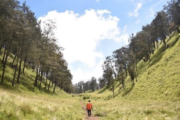 Jalur pendakian Gunung Lawu dengan pemandangan alam yang asri