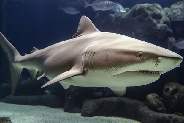 Ikan hiu sebagai predator laut dengan ciri khasnya
