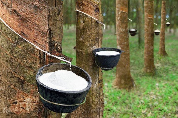 Ciri-ciri pohon karet dengan batang dan daun yang khas