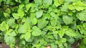 Daun Nilam Tanaman Aromatik dengan Banyak Manfaat