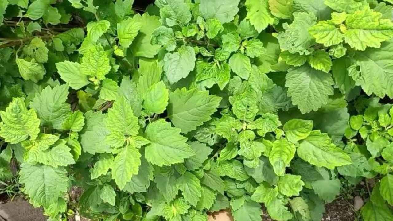 daun nilam tanaman aromatik