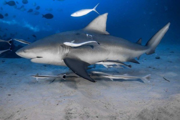 Habitat ikan hiu di perairan laut