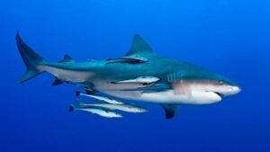 Ikan Hiu, Predator Laut yang Menjaga Keseimbangan Ekosistem