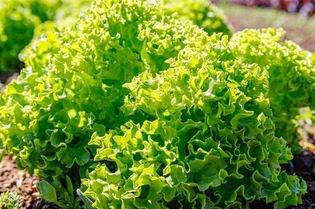 Kandungan nutrisi selada yang baik untuk tubuh