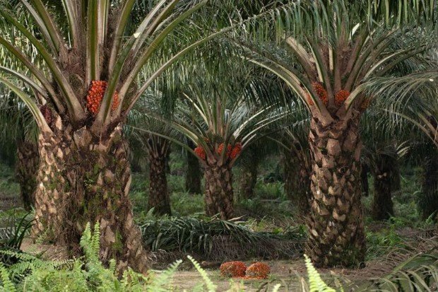 Karakteristik pohon sawit dengan batang tegak dan pelepah daun yang lebar