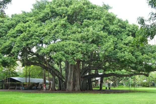 Manfaat pohon beringin untuk lingkungan dan habitat berbagai organisme