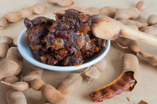 Pohon dan buah asam jawa dengan kulit polong berwarna cokelat