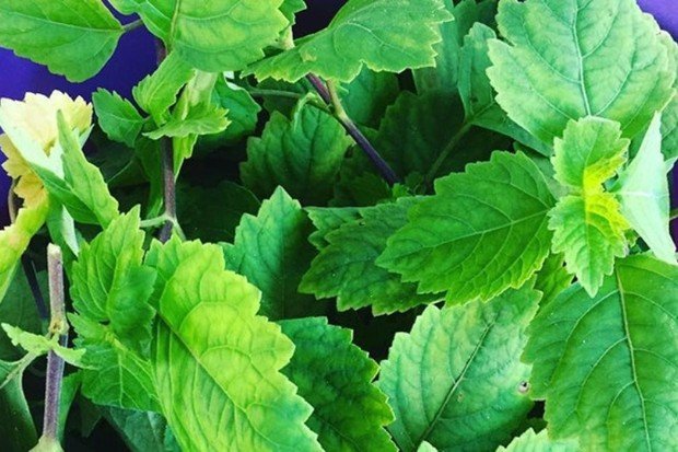 daun nilam dan karakteristik tanaman