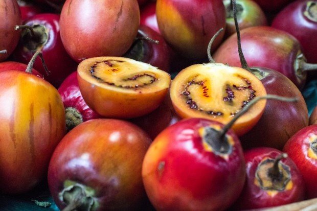 Terong belanda segar dengan kandungan vitamin dan nutrisi