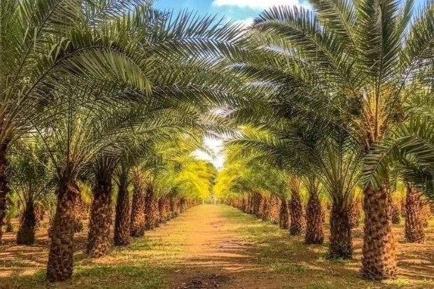 Peran pohon sawit dalam mendukung perekonomian dan menciptakan lapangan kerja