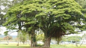 Pohon Beringin yang Teduh dan Penuh Makna bagi Lingkungan