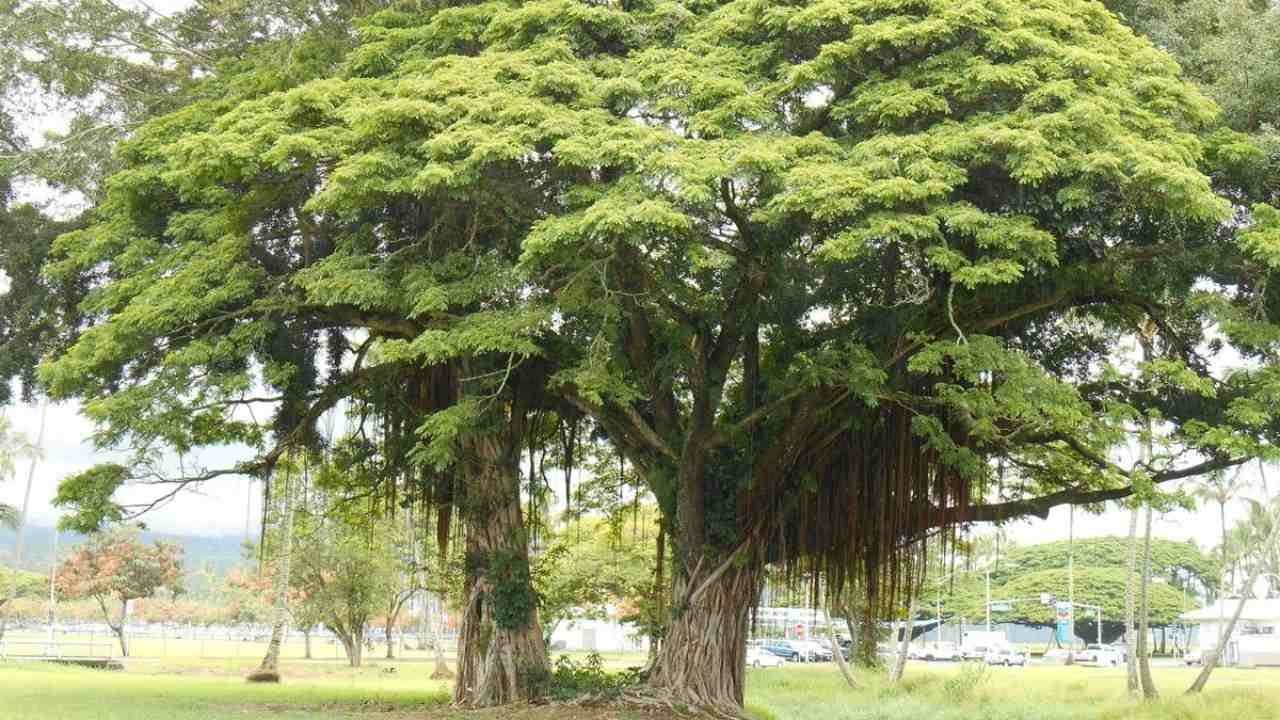 Pohon beringin yang teduh dan penuh makna bagi lingkungan