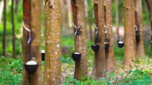 Pohon Karet Tanaman Penghasil Getah yang Bernilai Tinggi