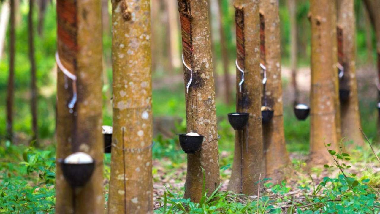 Pohon karet sebagai tanaman penghasil getah bernilai tinggi