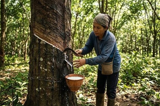 Proses penyadapan getah karet pada batang pohon
